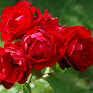 Donkerrood - floribunda roos
